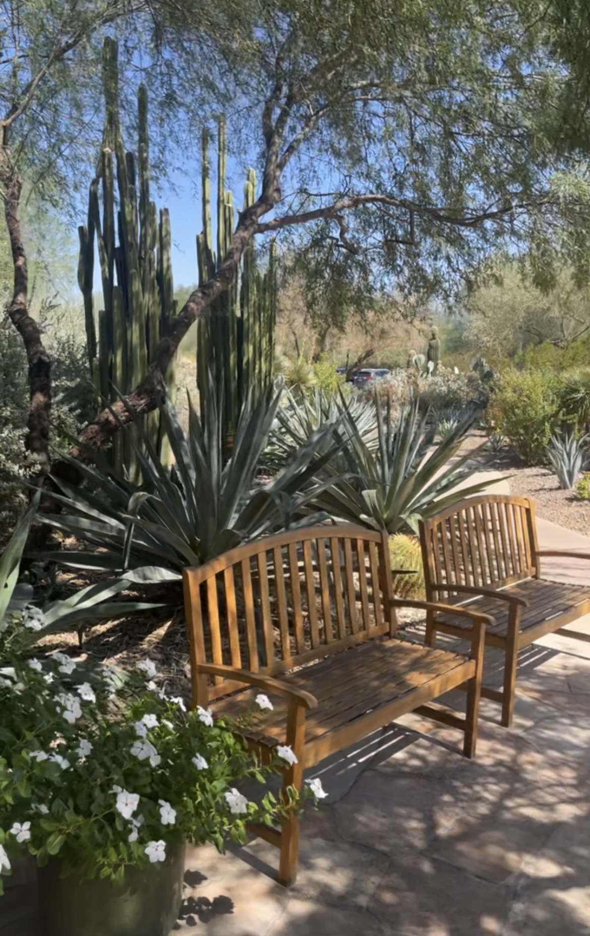 Desert garden loveliness...an ideal spot for a Virgo mom in Paradise Valley, Arizona. Photo by Leah Gillis, September 2024