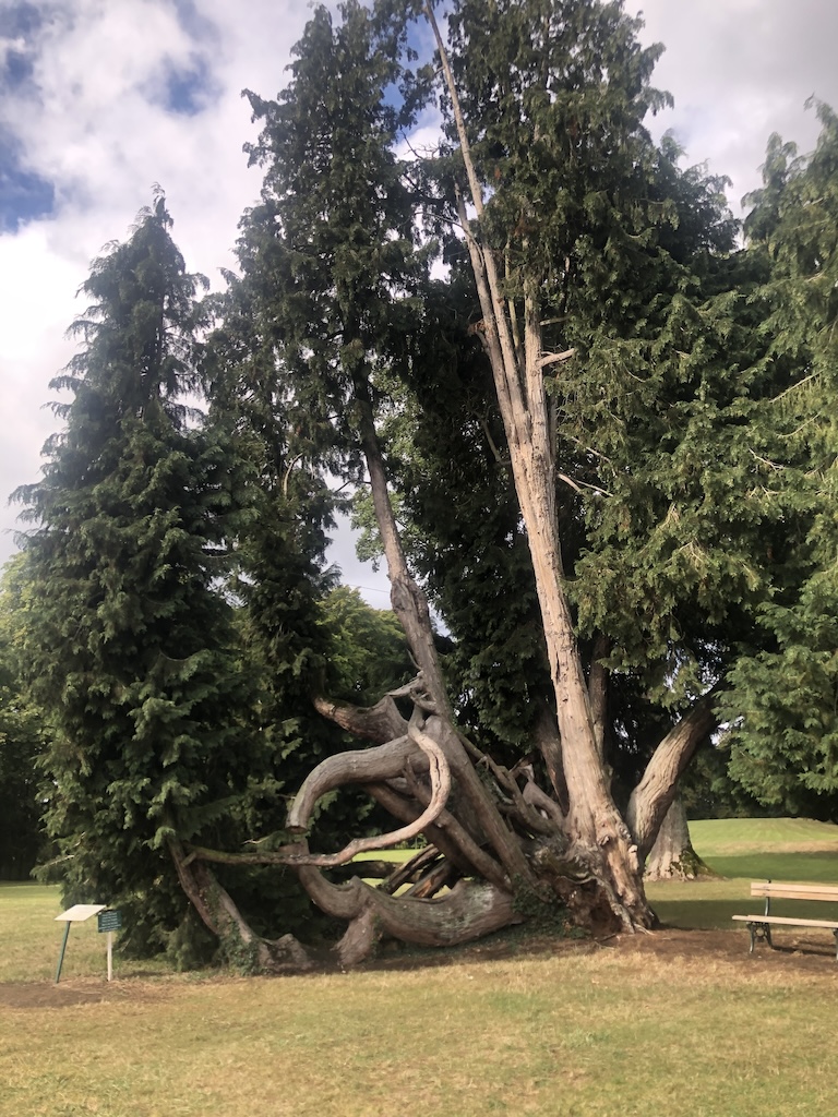 Famous 250-year-old tree at Château de Combourg, Brittany, France, standing tall during Aquarius season, aligned with Tu BiShvat, the Jewish New Year of the Trees. A symbol of strength and resilience, this ancient tree defies gravity, teaching lessons of growth, perseverance, and selfless sharing, as trees provide life-sustaining oxygen. Celebrating nature’s wisdom and the full moon during this meaningful season.