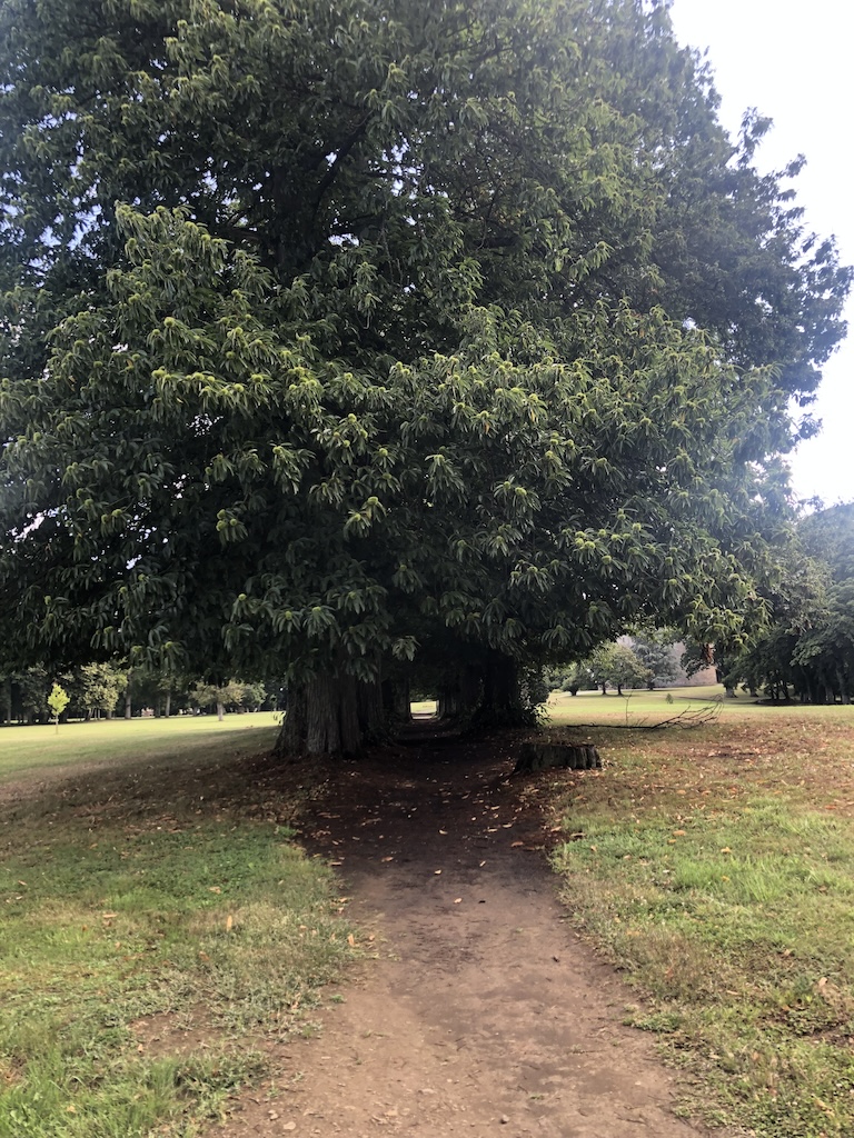 This Aquarius season go for more walks in the woods and connect to the air and trees and nature. All the learning is there. Chateau de Combourg, Brittany France.