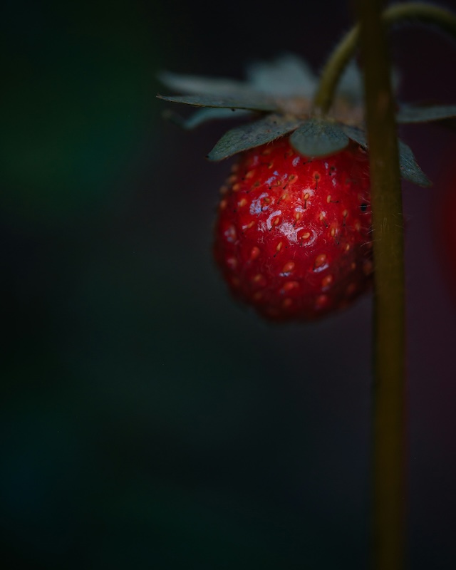 Gemini's Full Moon in Sagittarius shows its Strawberry Moon glory. Image via Unsplash/Jake Weirick