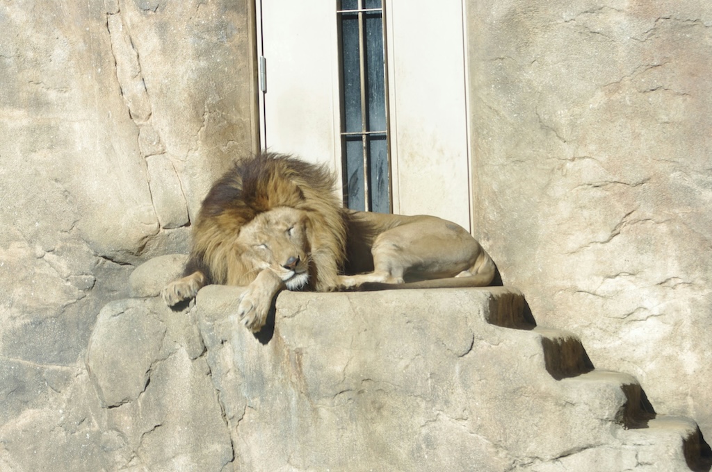A lion naps peacefully in the summer sun by the entrance of a charming French countryside château, symbolizing the balance between rest and purposeful action during Mercury retrograde in Leo. Photo by Tomoko Saeki, courtesy of Unsplash.
