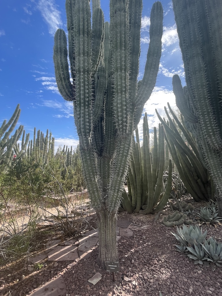 Field of majestic cacti at the Desert Botanical Garden in Phoenix, Arizona — a must-see desert gem.