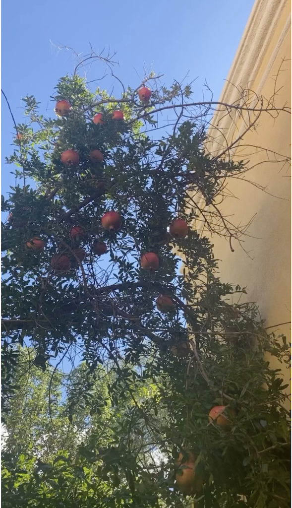 Amazing Pomegranate Tree at the National Park Tumacācori entrance in Tubac, Arizona, September 2025.