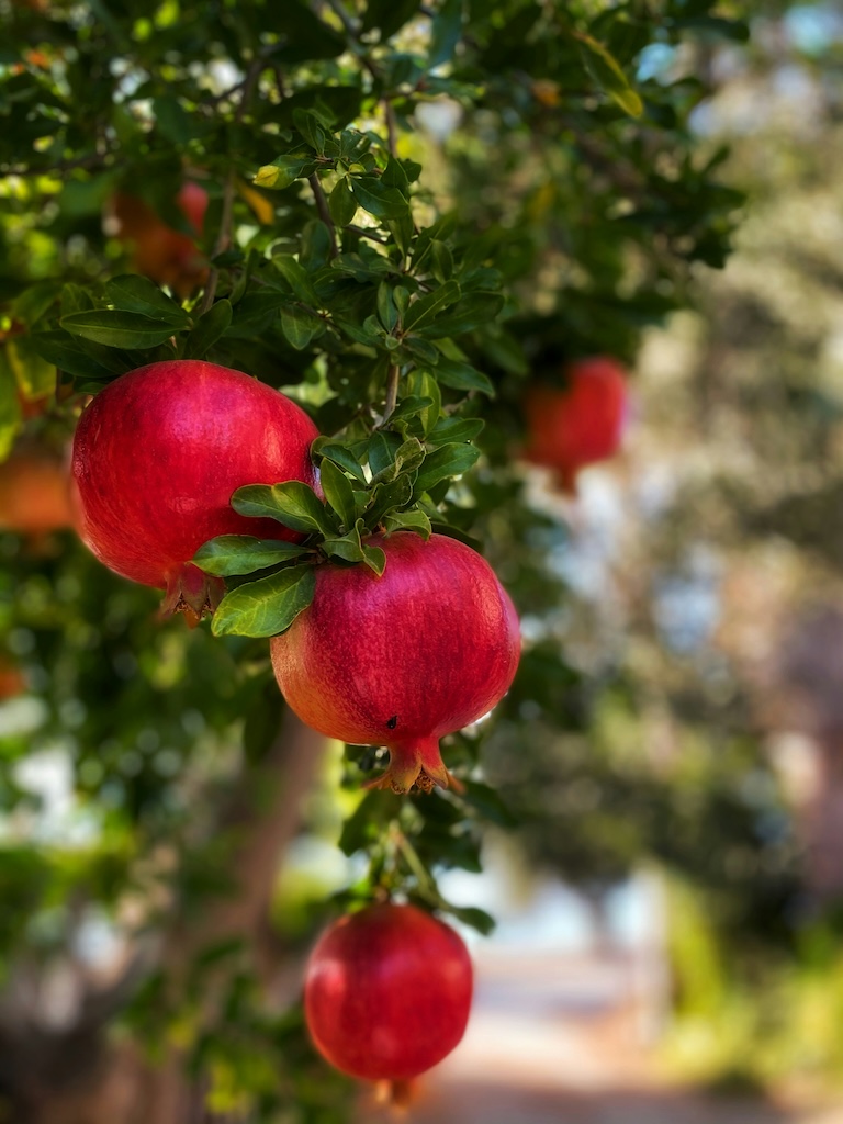 Pomegranates are significant to eat at Rosh Hashanah. They signify the good deeds we can do - eat up! Photo by Zeynep on Unsplash