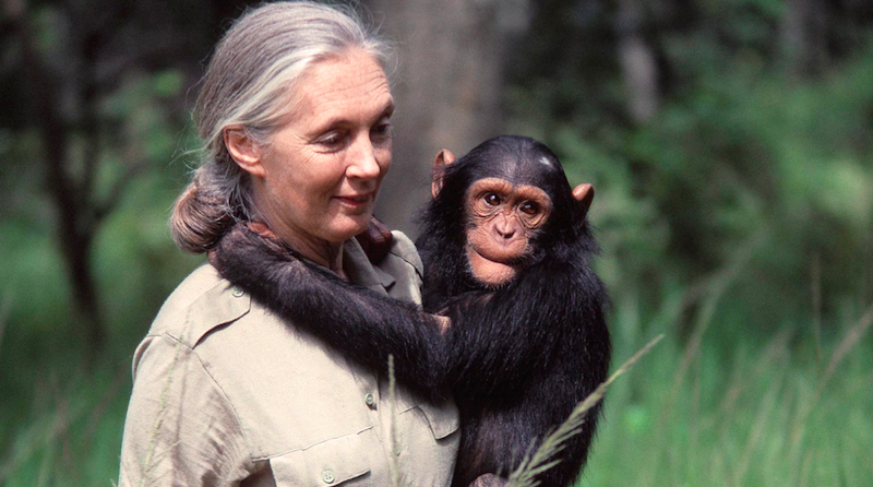 Jane Goodall smiling while carrying a young chimpanzee — a moment of pure connection, compassion, and courage. © The Jane Goodall Institute.