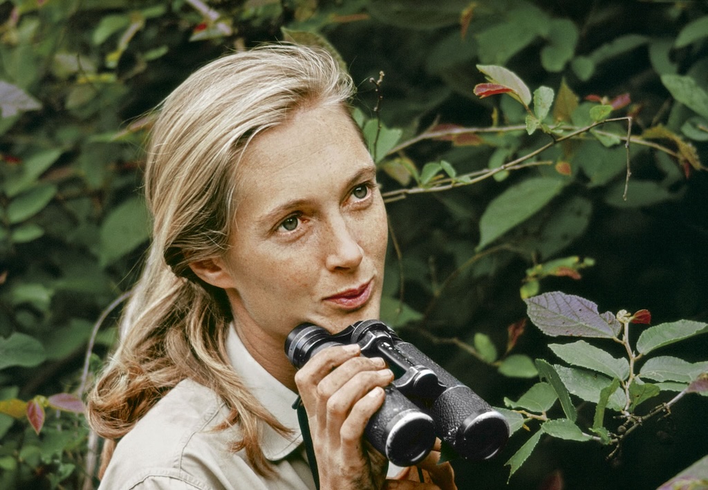Jane Goodall in her element at Gombe Stream National Park, Tanzania — observing chimpanzees and redefining science with fearless Aries spirit. © The Jane Goodall Institute.