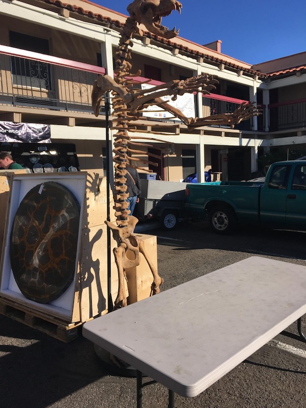 Massive fossil skeleton display at the Tucson Gem and Mineral Show, showing that the event features natural history, fossils, and science beyond gemstones.