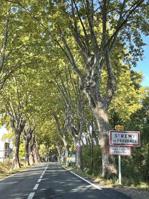 Tree-lined Allée in Saint-Rémy-de-Provence with a quiet country road and street sign, South of France greenery in full Taurus season energy—earthy, abundant, and very “yes I will live slowly and beautifully here”.