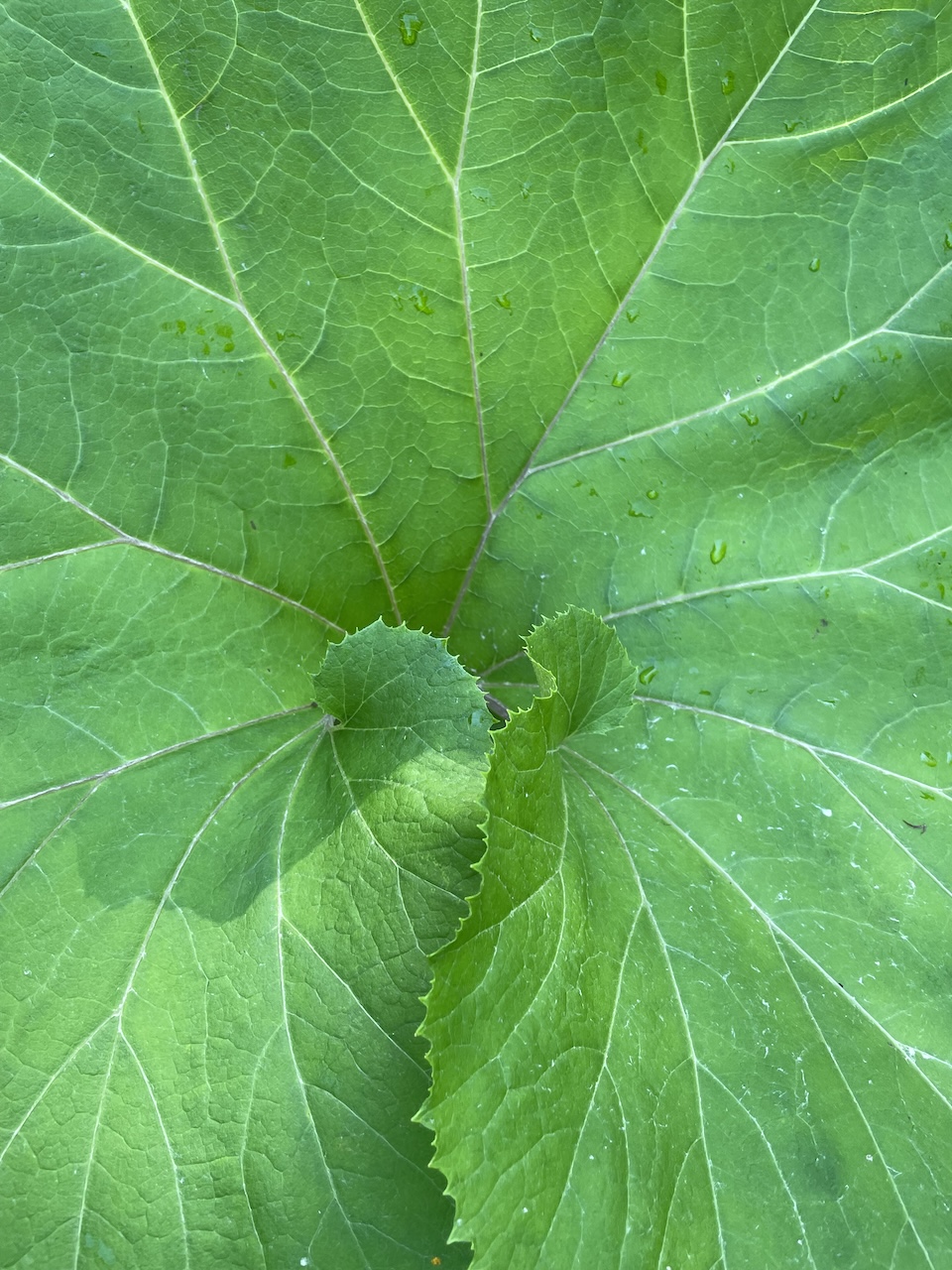 Close-up photograph of a vibrant green leaf with white veins and water droplets in Giverny, France, taken by astrologer and journalist Leah Gillis in June 2021 for her weekly astrology series Chart, Actually.