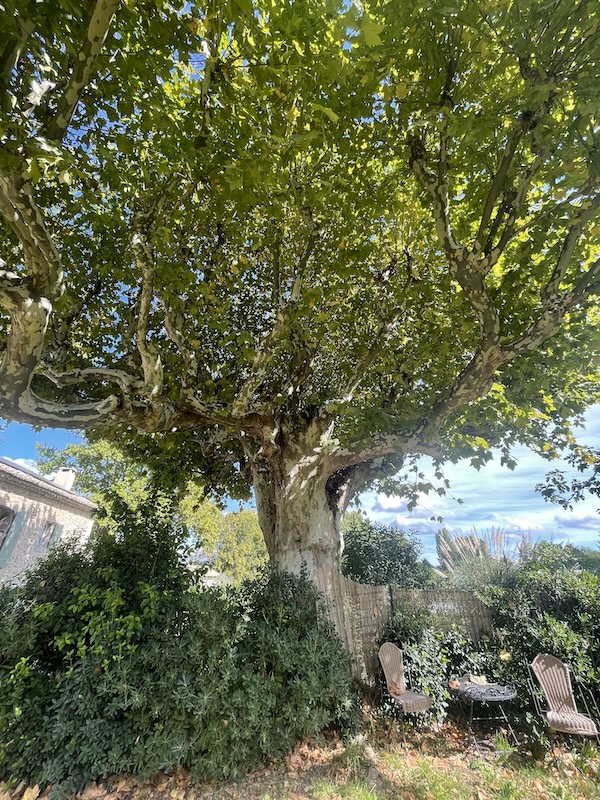Peaceful Provençal home exterior surrounded by nature and blooming flowers