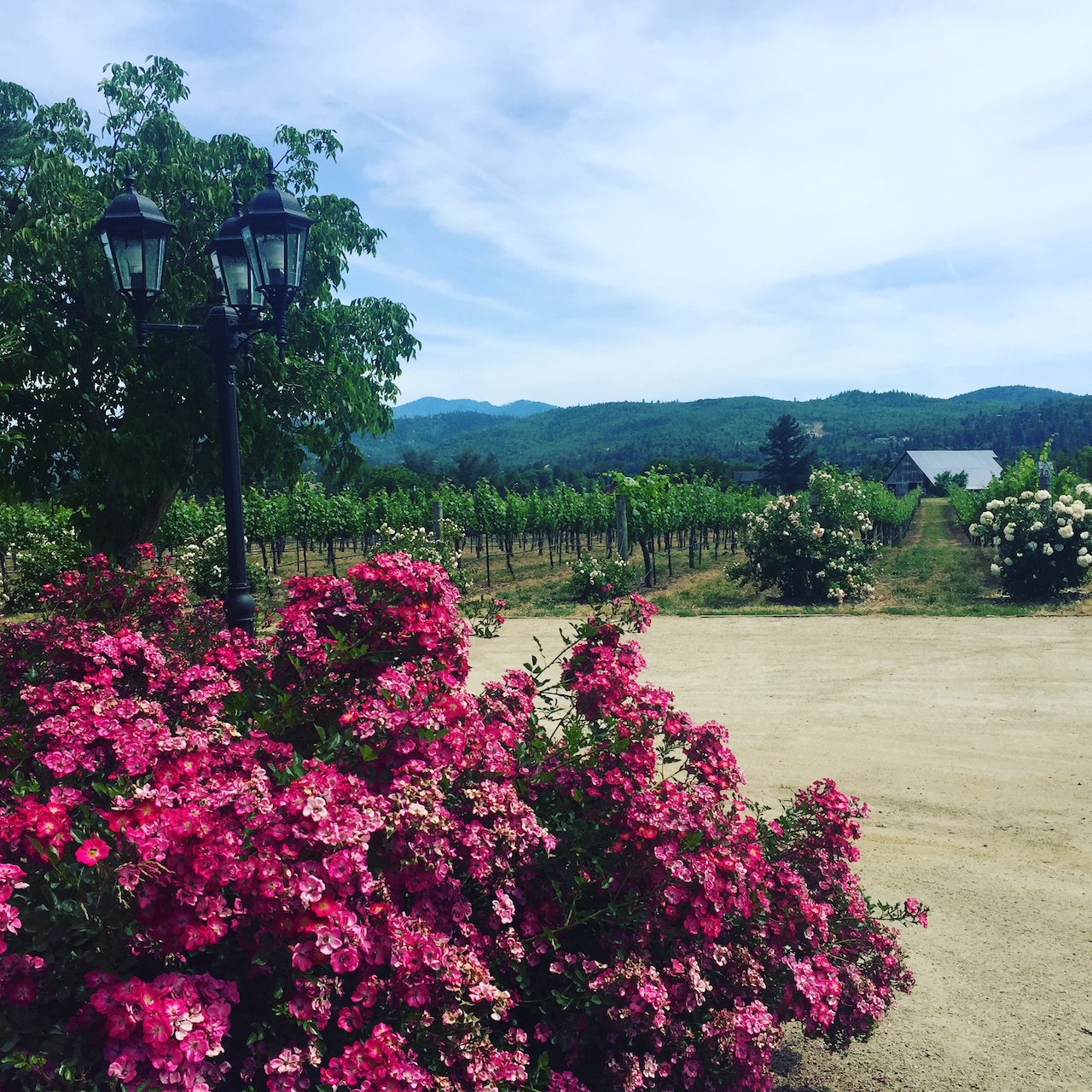 Ashland Oregon winery gorgeous vineyard — Chiron in Taurus 2026 abundance healing earth signs astrology.